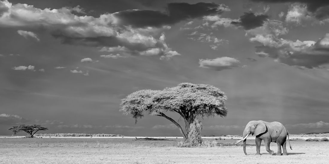 Elephants of Amboseli
