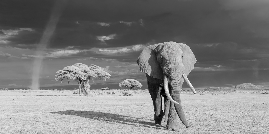 Elephants of Amboseli