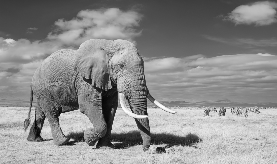 Elephants of Amboseli