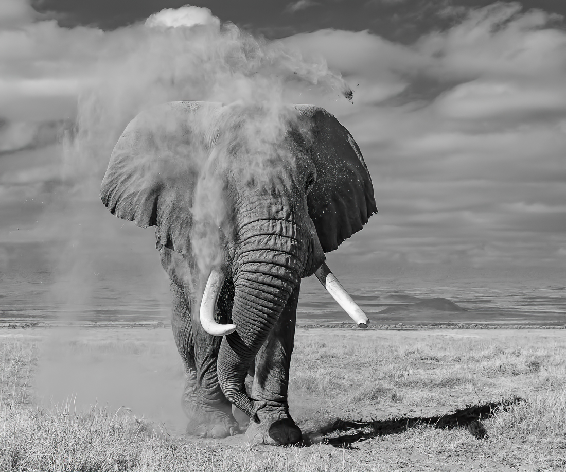 Elephants of Amboseli