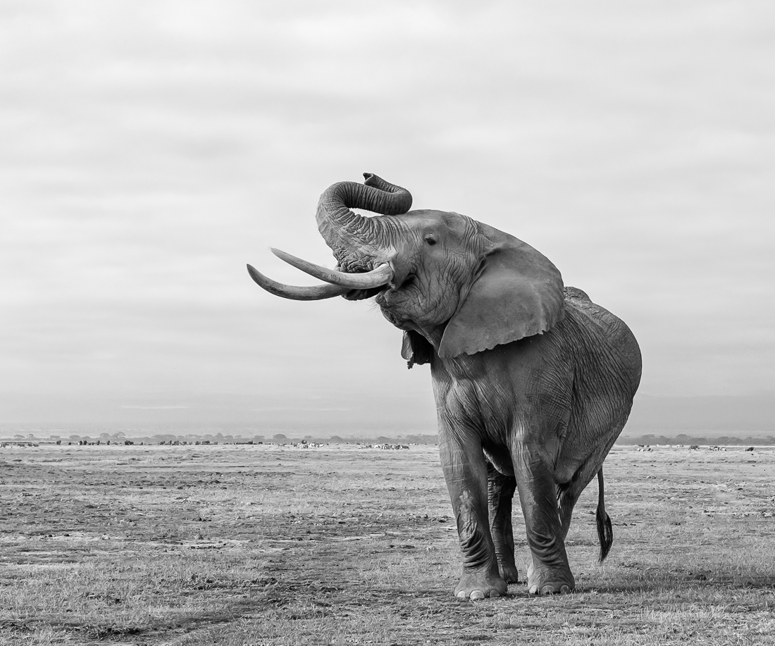 Elephants of Amboseli