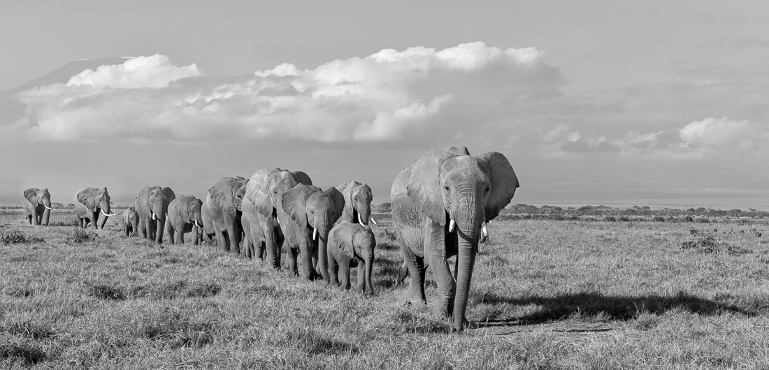 Elephants of Amboseli