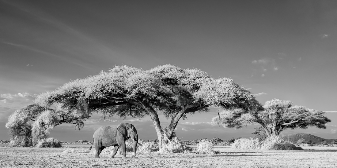 Elephants of Amboseli
