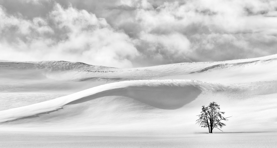 Lone Tree in Winter, Yellowstone