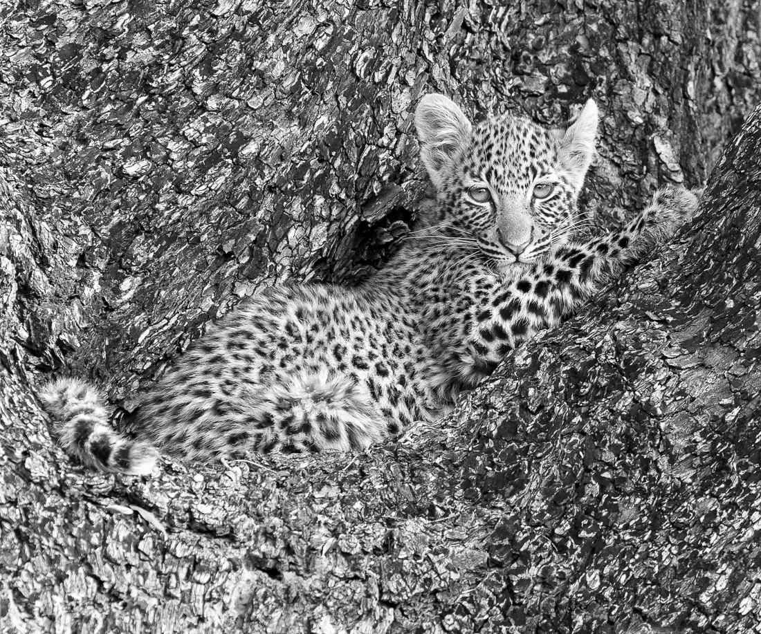 Camouflage 