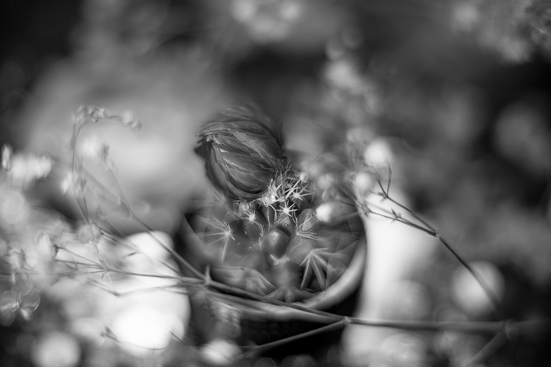Macro Still Life