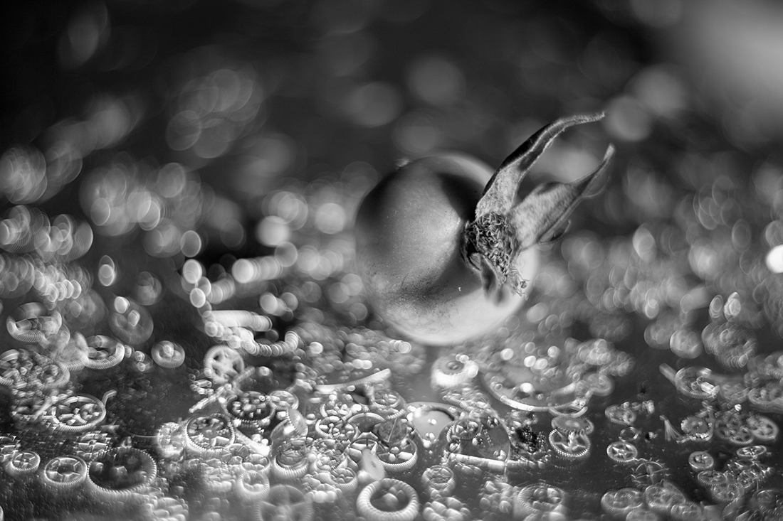 Macro Still Life