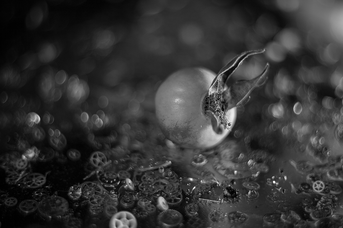 Macro Still Life