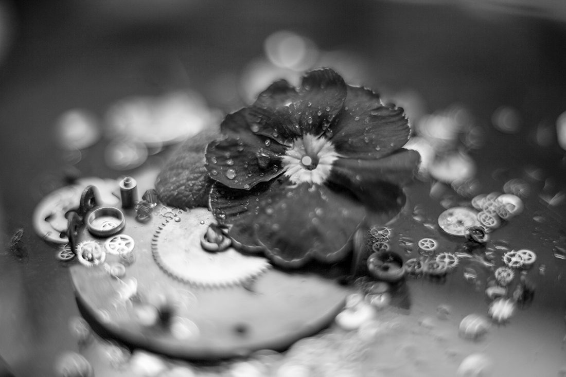 Macro Still Life