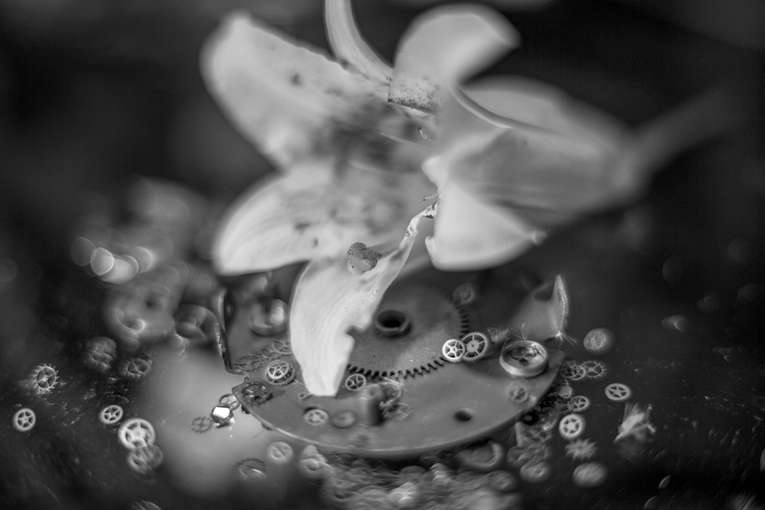Macro Still Life