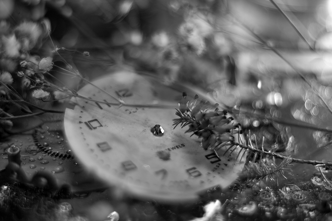Macro Still Life