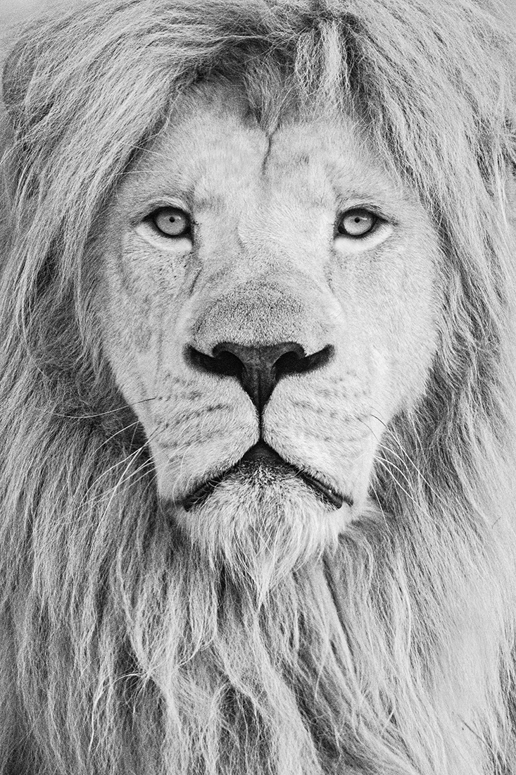 Portrait of white lion