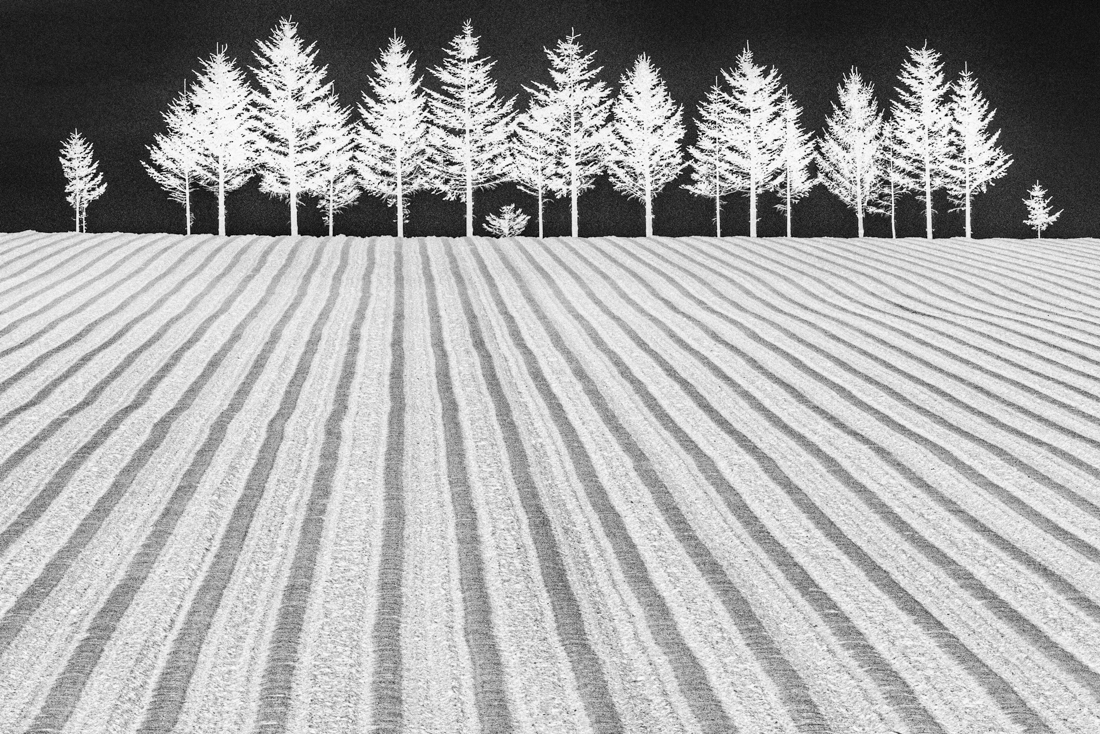 N-Trees