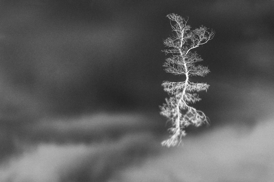 N-Trees
