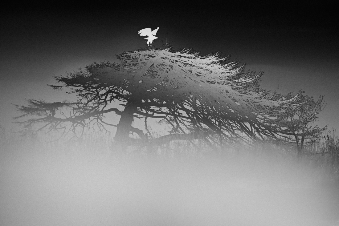 N-Trees
