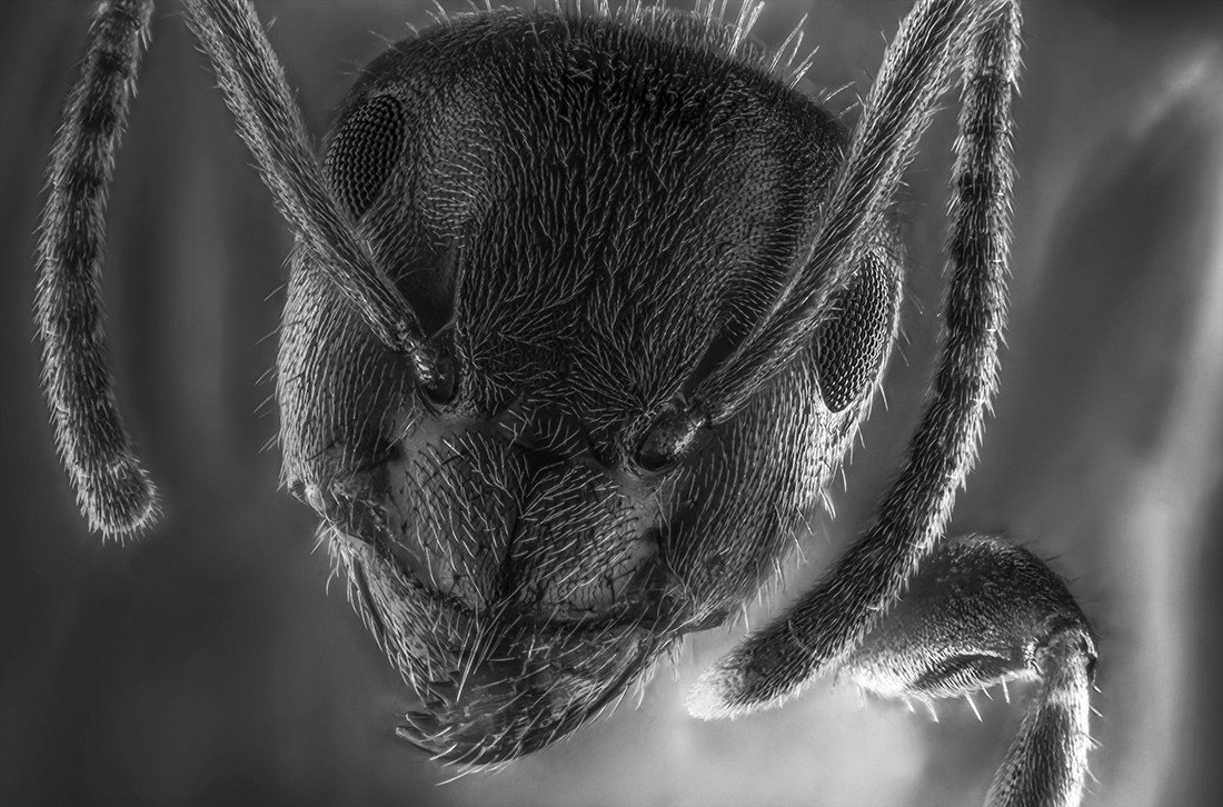 Extreme micro-stacking 10: 1 from the ant head 224 individual shots