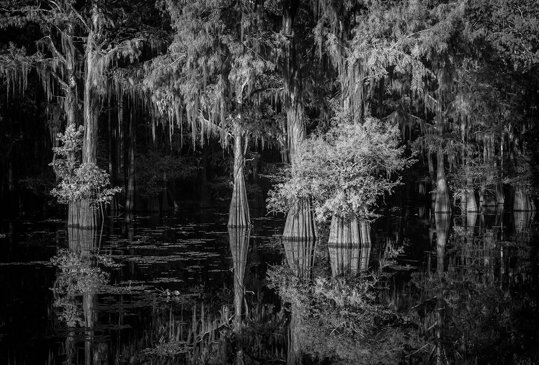 Louisiana Bayou