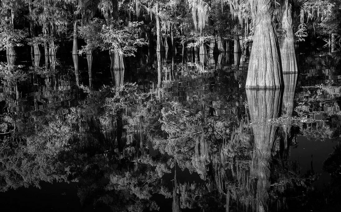 Louisiana Bayou