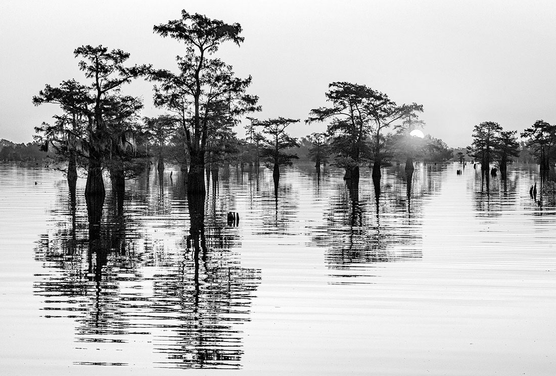 Louisiana Bayou