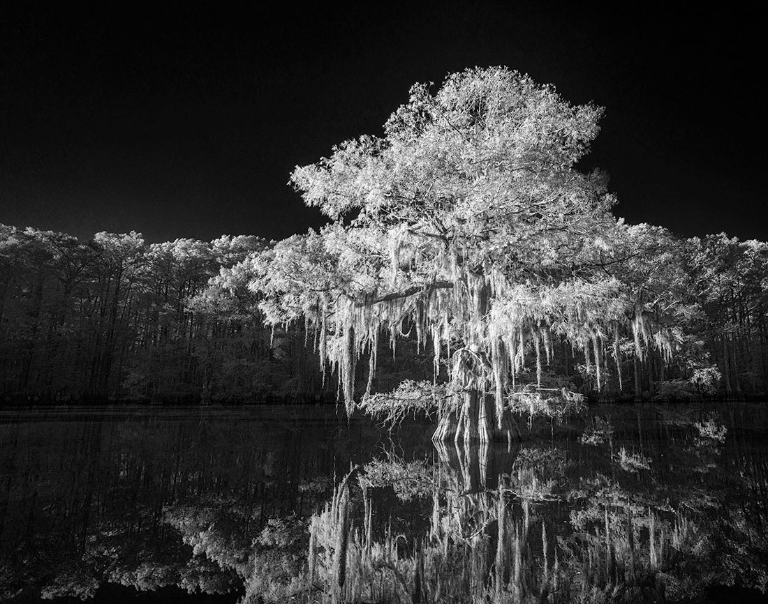 Louisiana Bayou
