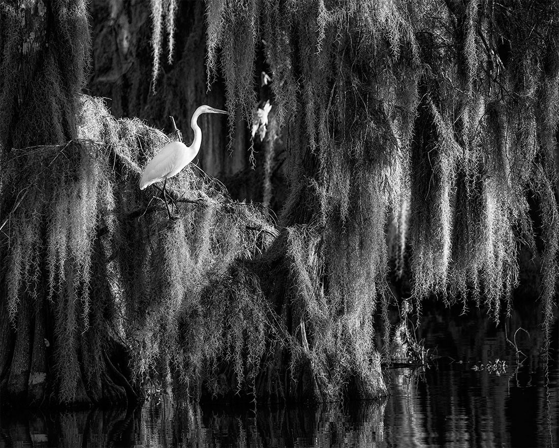 Louisiana Bayou