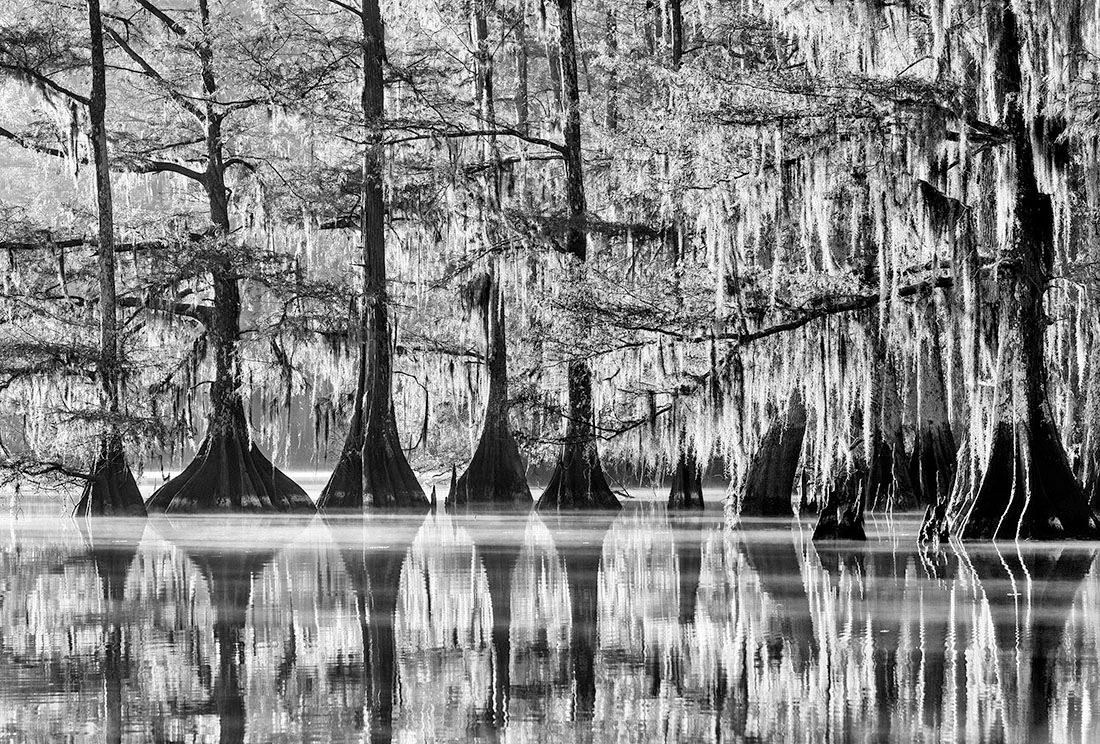 Louisiana Bayou