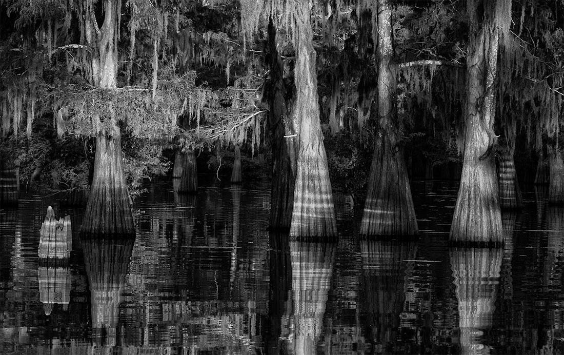 Louisiana Bayou