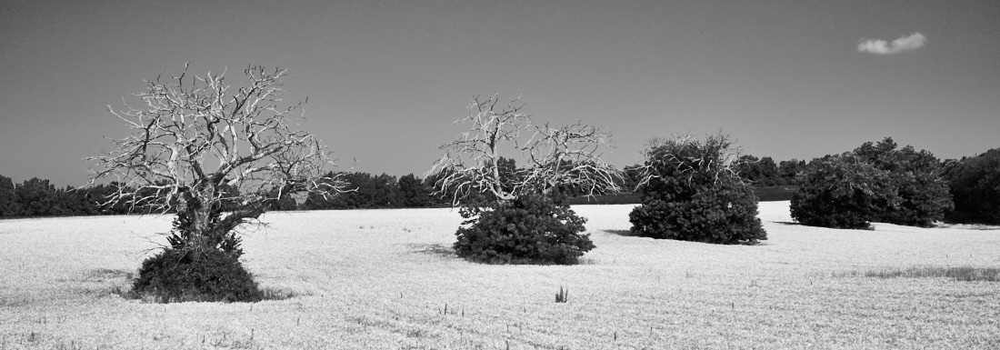 Dry trees in a field