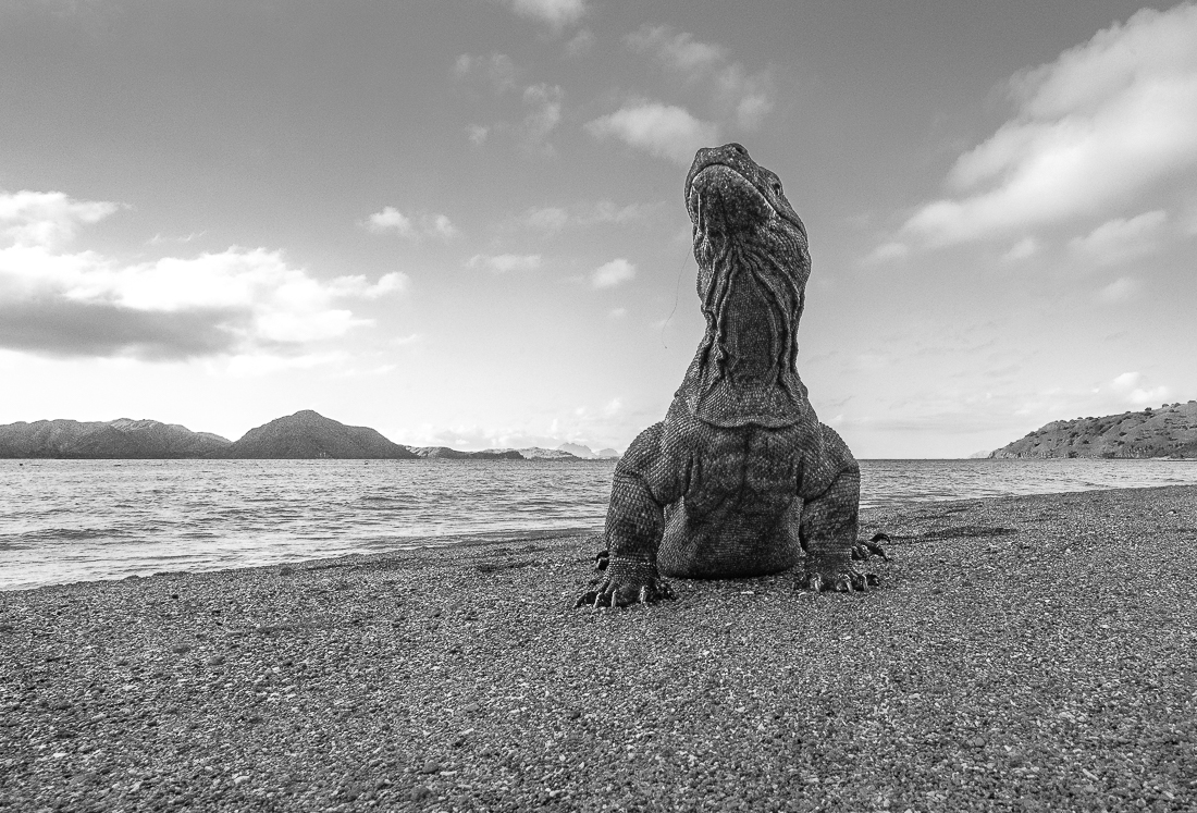 The World's Biggest Lizard