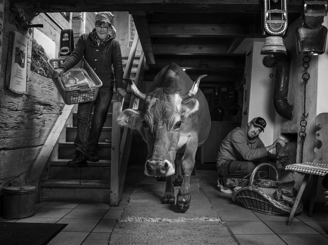 Walking Cow in the farmhouse