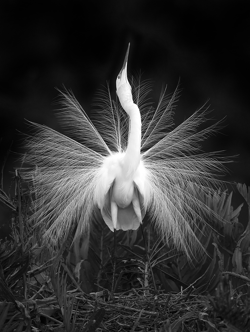 Great Egret