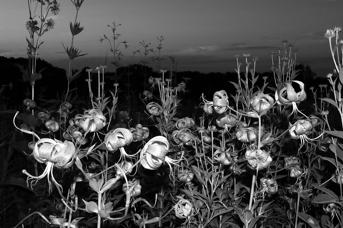 Lilies