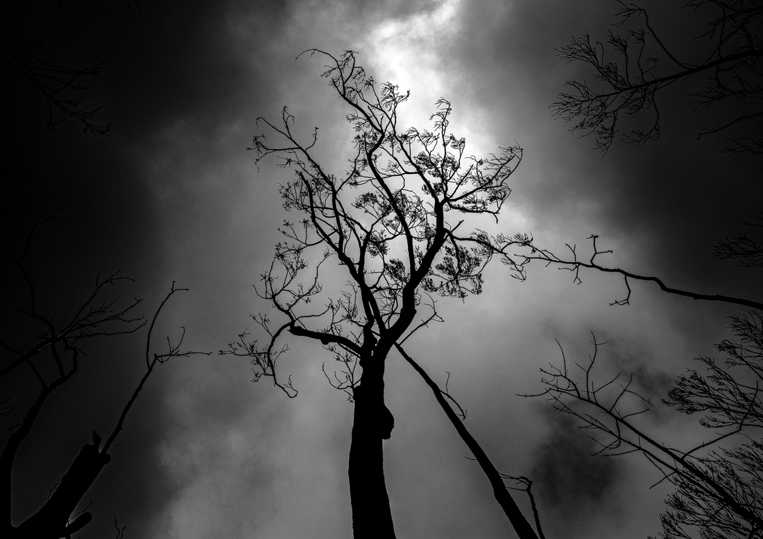 Still standing after Bushfires