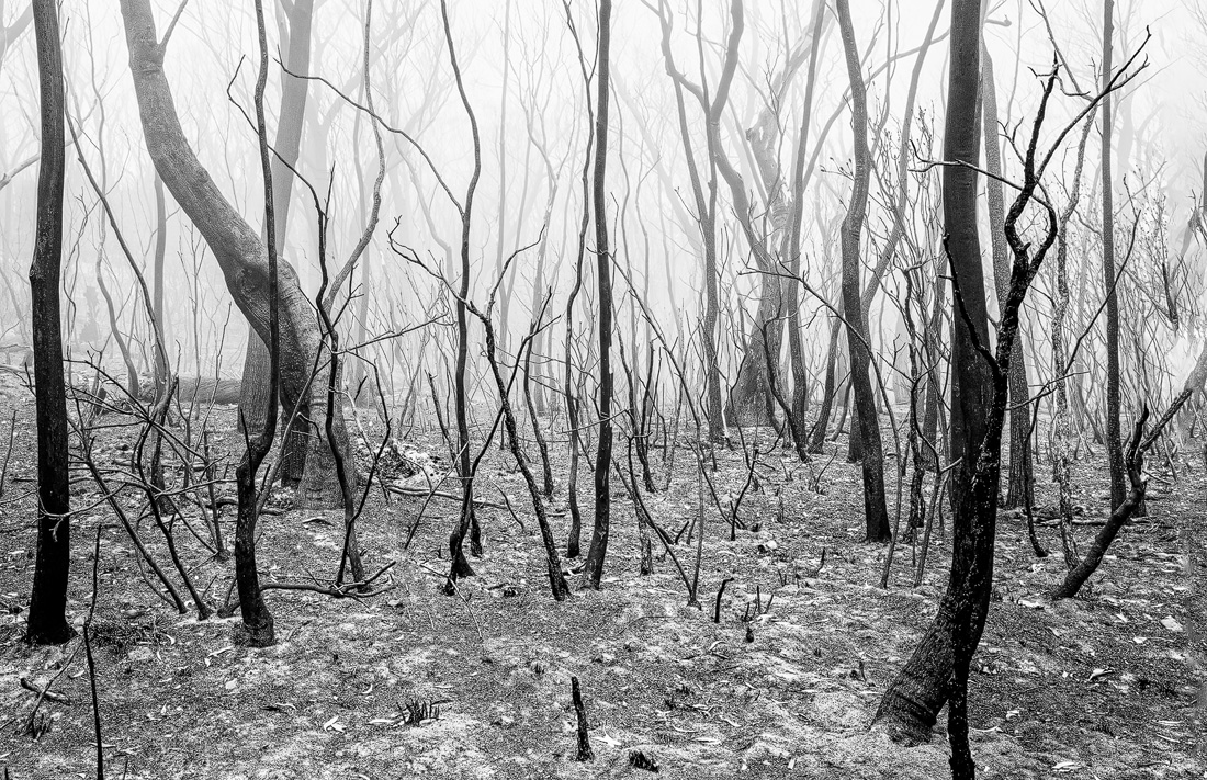 Still standing after Bushfires