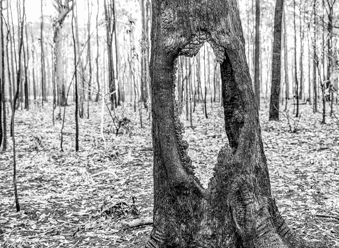 Still standing after Bushfires