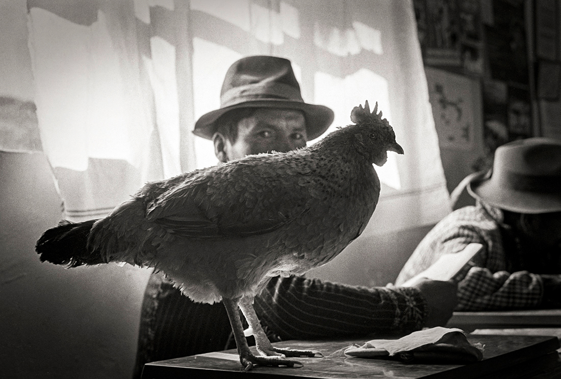 Let the rooster sing