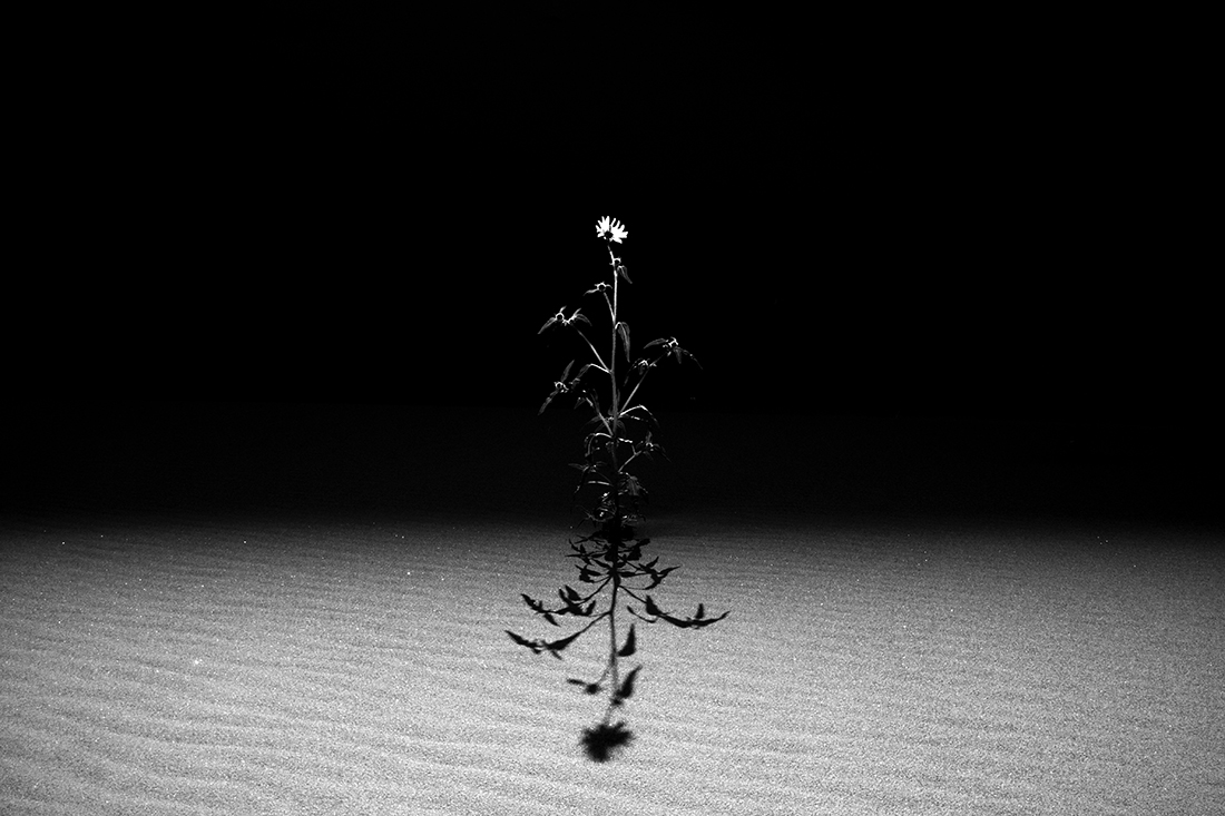 Desert Daisy
