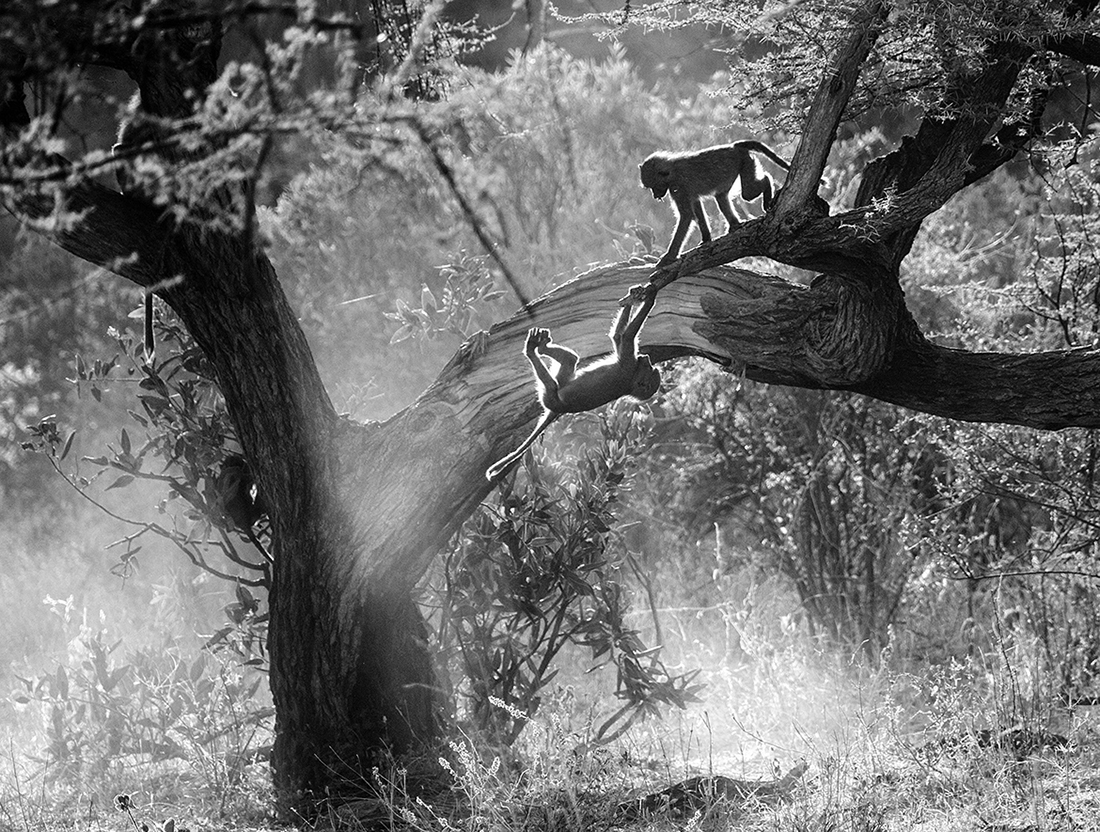 Monkeys playing in the Kenya woods