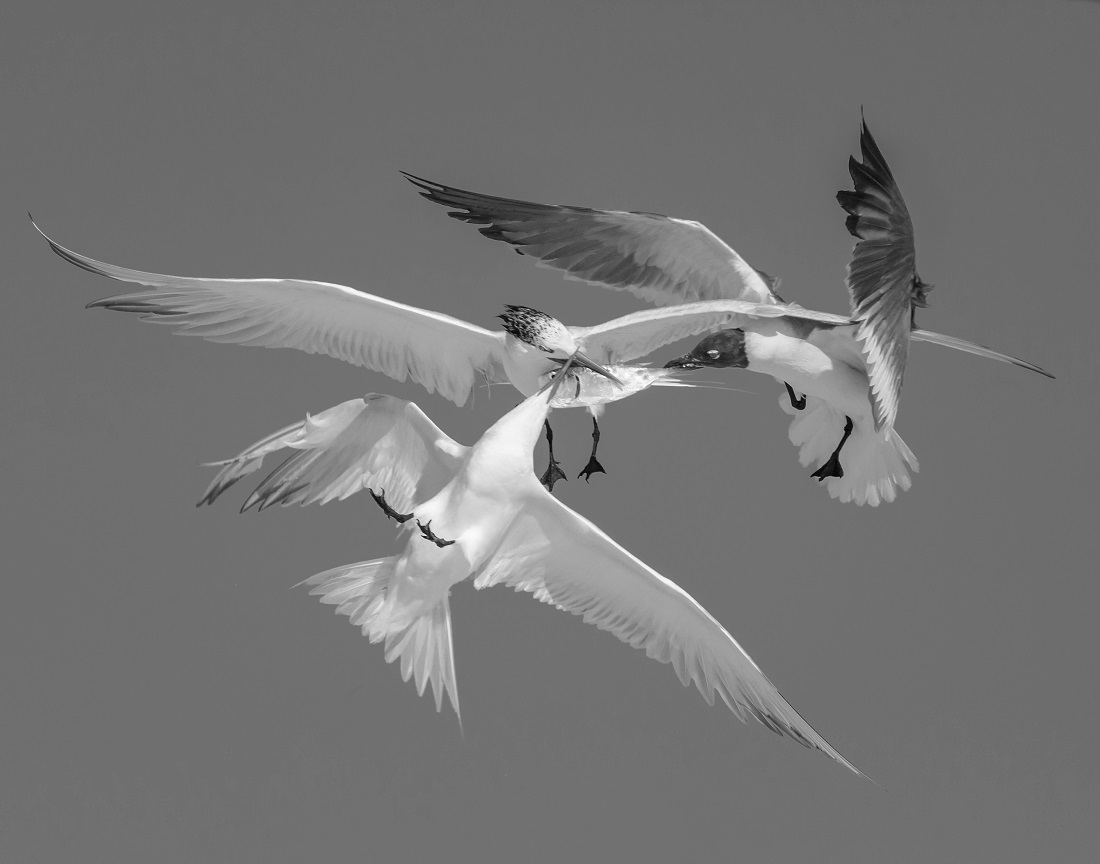 3 BIRDS, 1 FISH