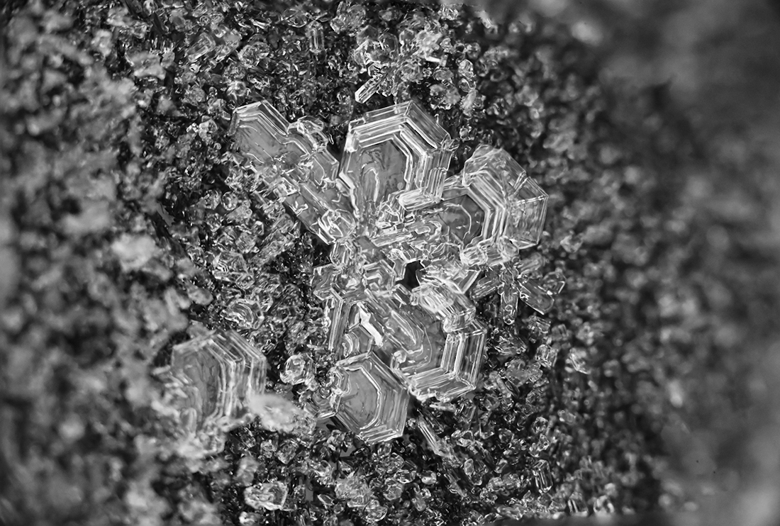 Frosted Snowflakes