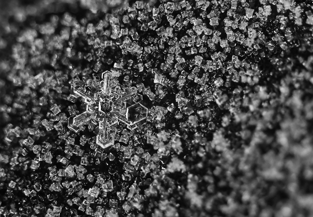 Frosted Snowflakes