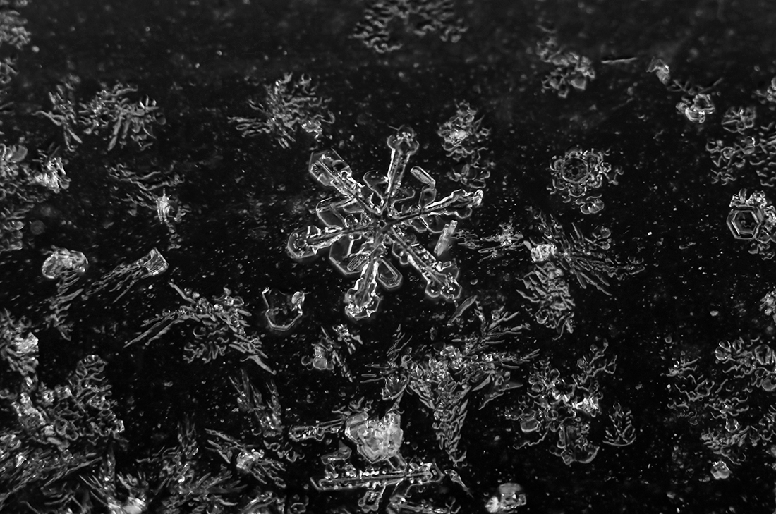 Frosted Snowflakes