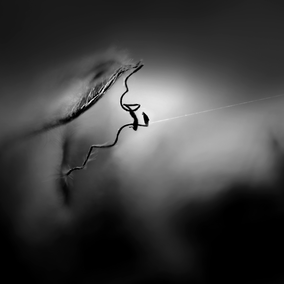 The tightrope walker