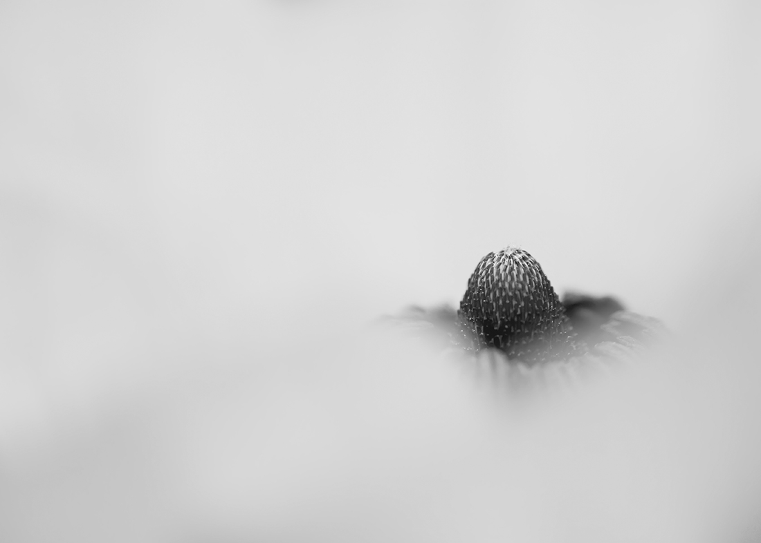 The Fragrance