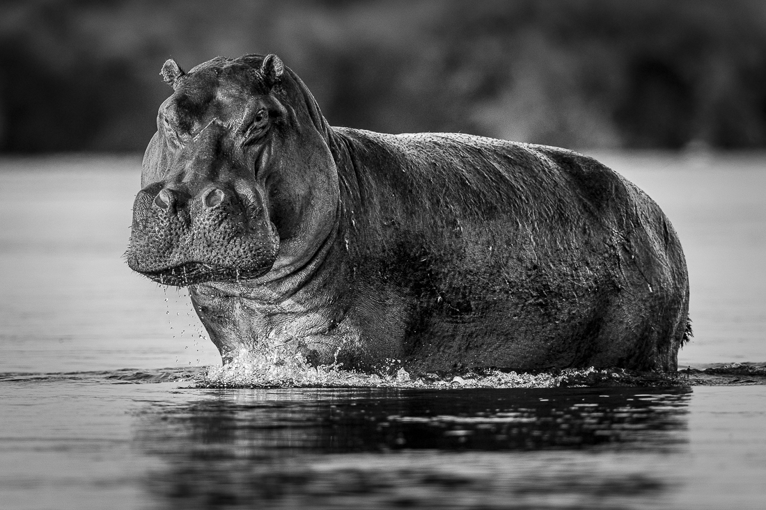 The King of the River