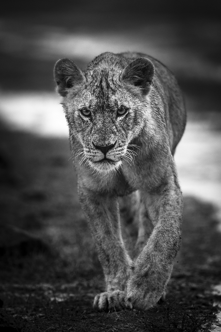 The King of the River