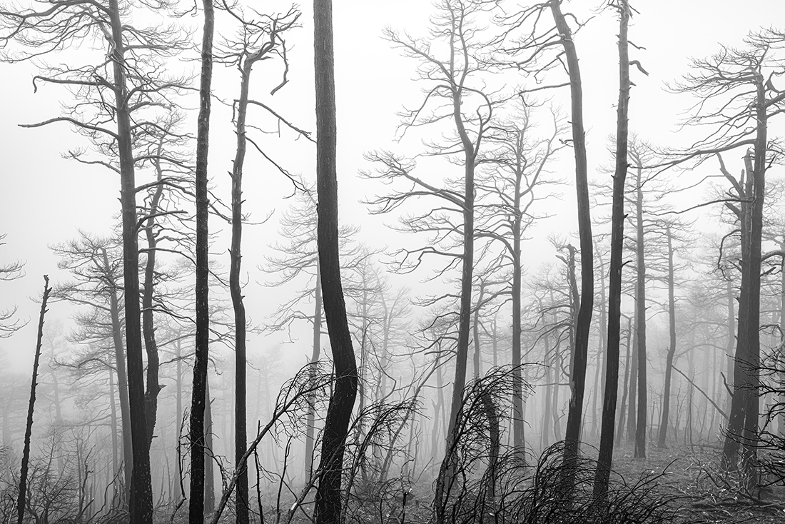 Silence after blaze