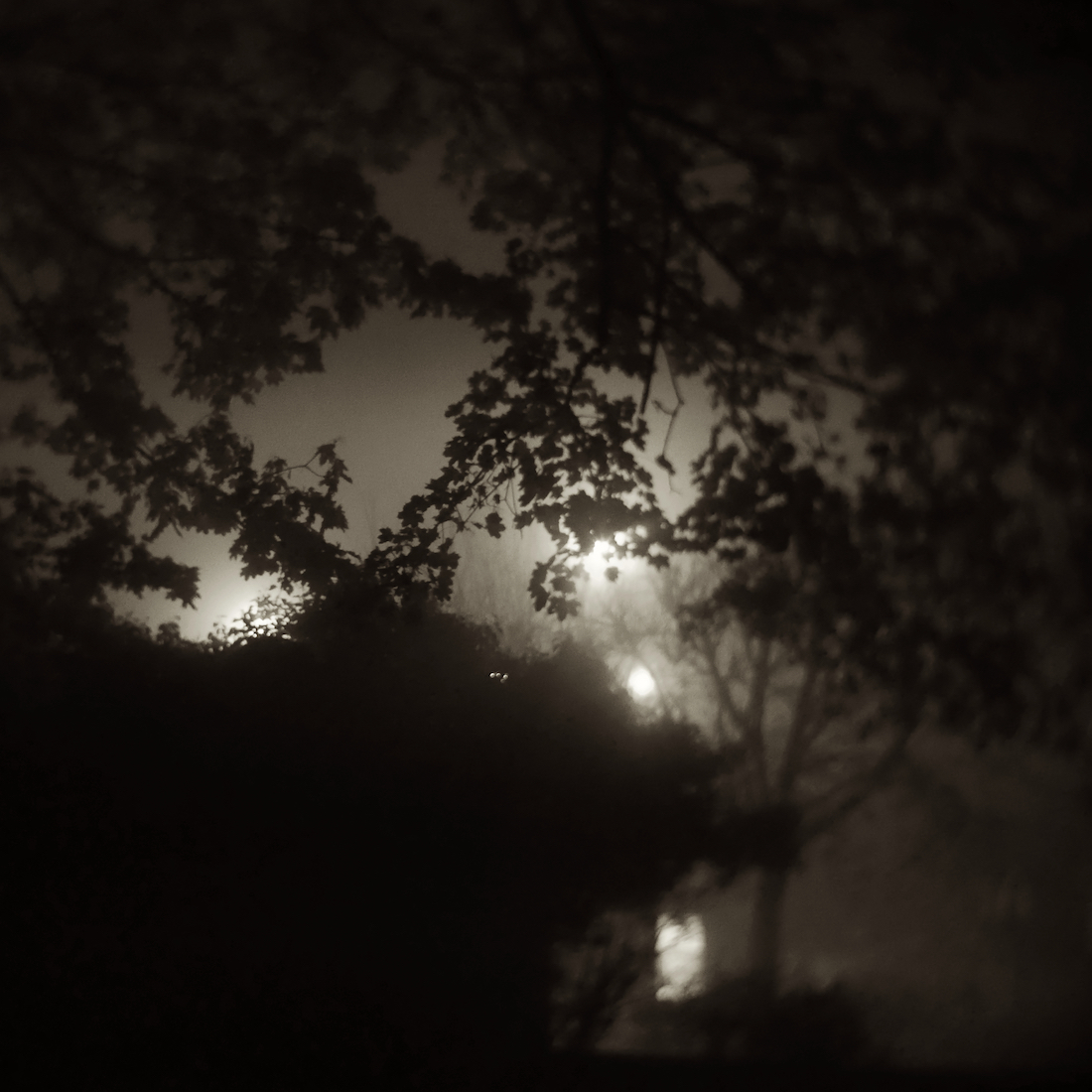 Walk in the fog