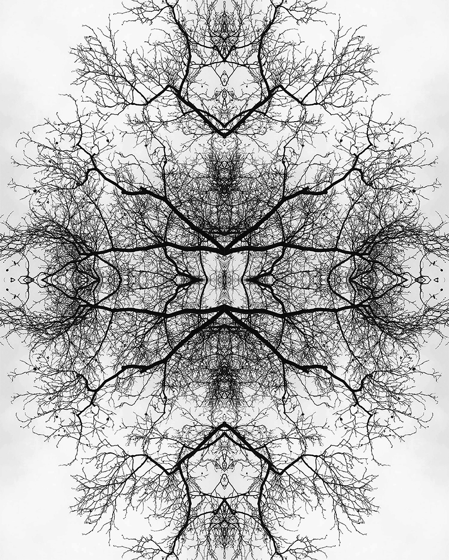 geomeTree