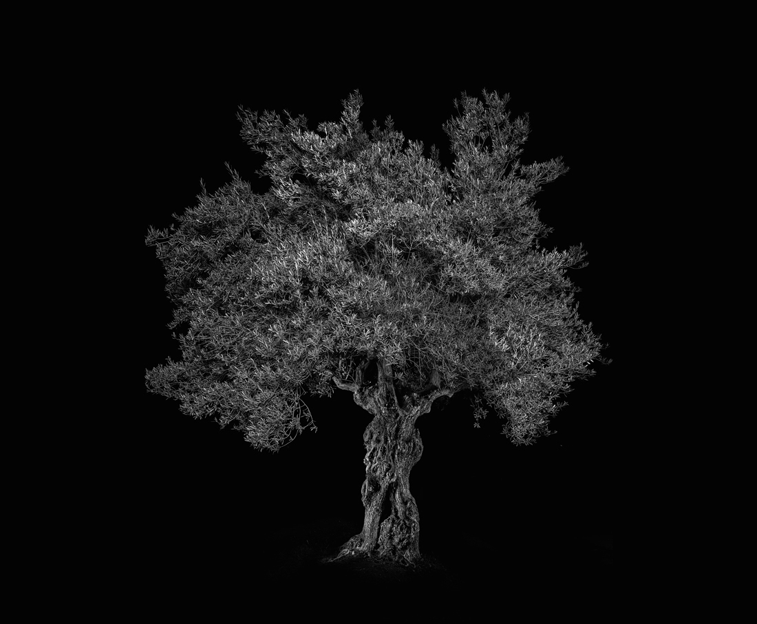 Portraits of Trees